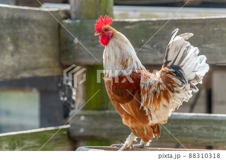 Farmyard rooster perched on a gate in an educational farm. Farmyard rooster perched on a gate in an educational farm. 88310318