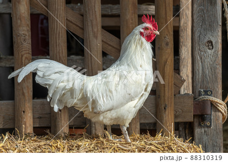 Farmyard rooster on an educational farm. Farmyard rooster on an educational farm. 88310319