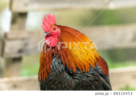 Portrait of a farmyard rooster on an educational farm. Portrait of a farmyard rooster on an educational farm. 88310453