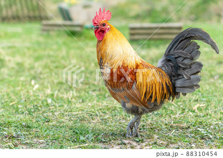 Farmyard rooster on an educational farm. 88310454