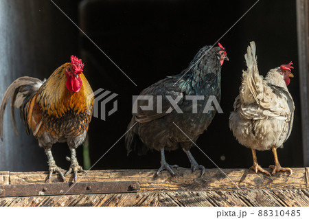 Farmyard rooster and hens perched on a gate in an educational farm. Farmyard rooster and hens perched on a gate in an educational farm. 88310485