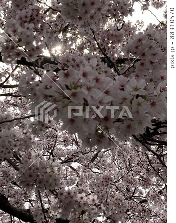 鶴舞公園の満開の桜 88310570