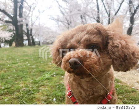満開の桜をバックに佇むトイプードル 88310575