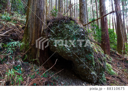 杉の木に食い込んだ岩 奥久慈男体山にて 杉の木に食い込んだ岩 奥久慈男体山にて 88310675