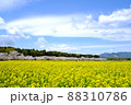 桜と菜の花と青空 88310786