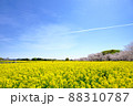 桜と菜の花と青空 88310787
