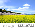 桜と菜の花と青空 88310788