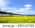 桜と菜の花と青空 88310789
