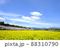 桜と菜の花と青空 88310790