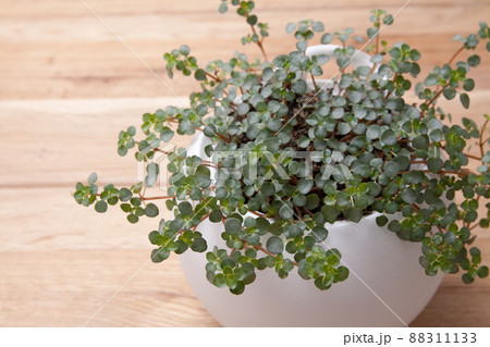 机の上の観葉植物 机の上の観葉植物 88311133