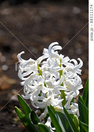 ヒアシンス 88311174
