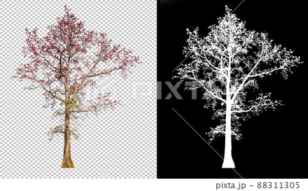 Red color flower tree on transparent picture background with clippings path, alpha channel in picture for easy selection Red color flower tree on transparent picture background with clippings path, alpha channel in picture for easy selection 88311305