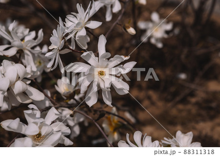White flowering blossoms of white star magnolia stellata on a blurred background in spring time sunny march morning. White magnolia wedding background 88311318