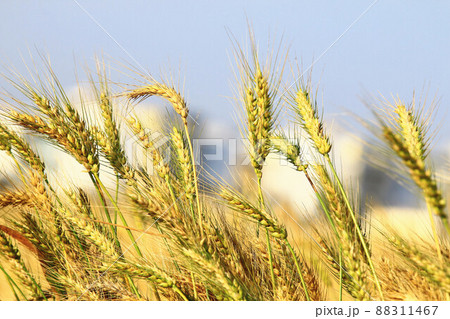 小麦 むぎ ムギ 88311467