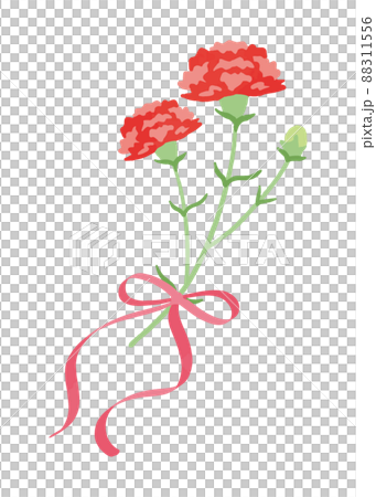 Carnation Carnation 88311556