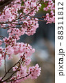 桜咲く春 88311812