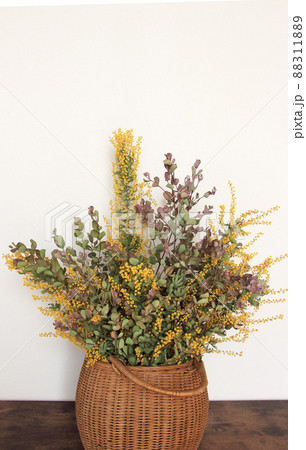 ミモザとユーカリ 88311889