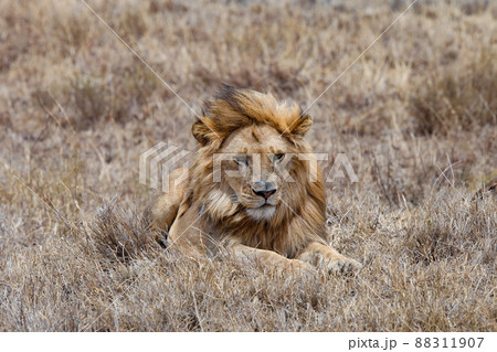 Big adult male lion in savannah dry grass watching 88311907