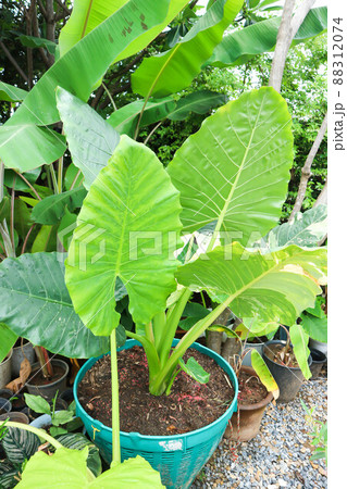 Alocasia, Alocasia macrorrhizos or Alocasia plant or dot alocasia. 88312074