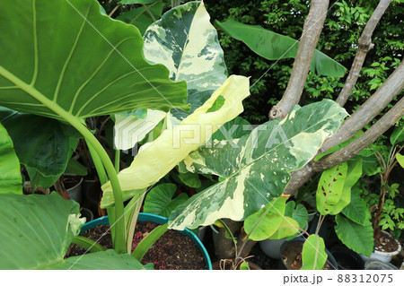 Alocasia, Alocasia macrorrhizos or Alocasia plant or dot alocasia. 88312075
