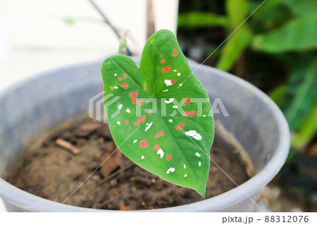 Dieffenbachia seguine ,Caladium bicolor or Araceae Dieffenbachia seguine ,Caladium bicolor or Araceae 88312076