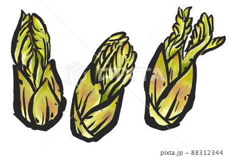 タラの芽の手描きのイラスト素材 88312344