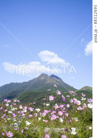 湯布院　由布岳とコスモス 88312695
