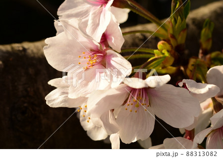 桜の花 桜の花 88313082