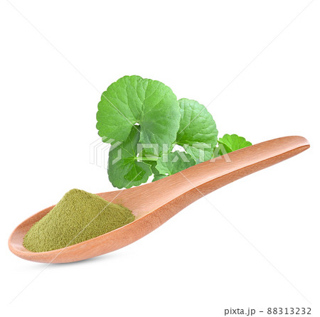 Dried gotu kola leaf powder (Asiatica centella) in wooden spoon and fresh green leaves isolated on white background Dried gotu kola leaf powder (Asiatica centella) in wooden spoon and fresh green leaves isolated on white background 88313232