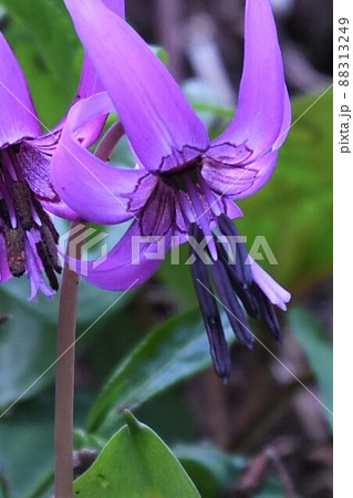カタクリの花開花 88313249
