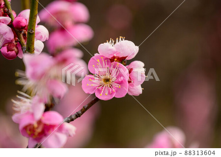 2022年大阪城梅林 道知辺 88313604