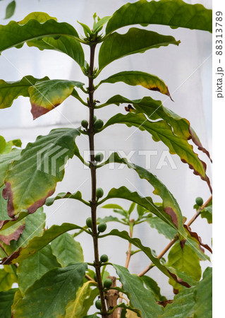 写真、植物、米作に変わる熱帯性植物 ブルーマンテンコーヒー苗と実 写真、植物、米作に変わる熱帯性植物 ブルーマンテンコーヒー苗と実 88313789