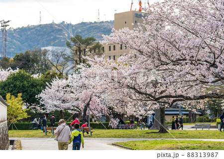【春】徳島中央公園の桜 【春】徳島中央公園の桜 88313987