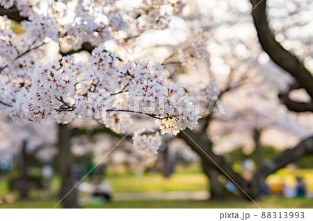 【春】徳島中央公園の桜 88313993
