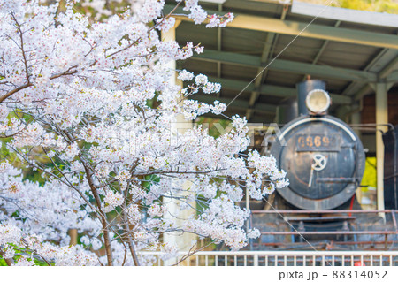 【春】徳島中央公園のSLと桜 【春】徳島中央公園のSLと桜 88314052