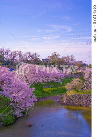 奈良県 郡山城跡公園 桜 奈良県 郡山城跡公園 桜 88314565