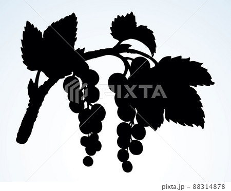 Currants on branch. Vector drawing 88314878
