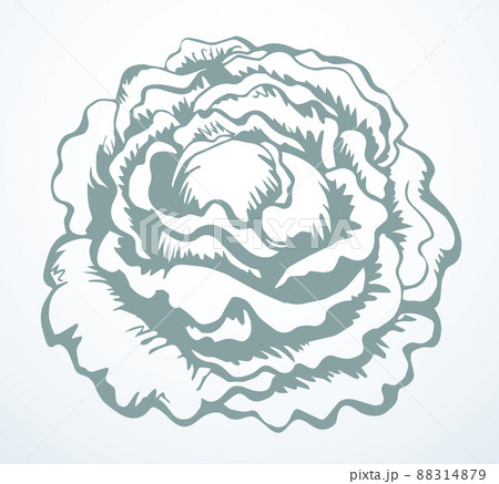 Cabbage. Vector drawing icon sign Cabbage. Vector drawing icon sign 88314879