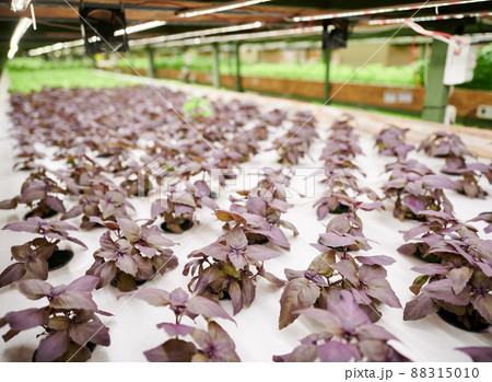 Leafy plant basil with purple leaves growing in garden pots. Leafy greens culinary herb cultivated in agricultural greenhouse. 88315010