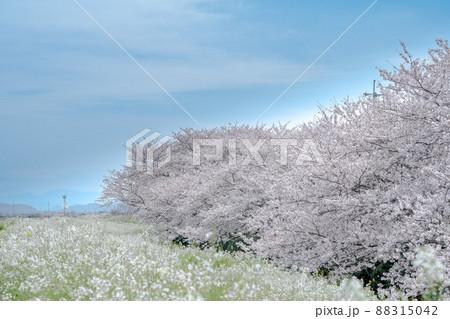 大分県大分市大野川河川敷の桜並木 大分県大分市大野川河川敷の桜並木 88315042
