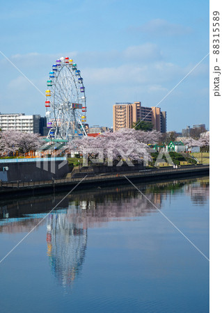 小台橋よりまもなくリニューアルオープンのあらかわ遊園の新観覧車と満開の桜を望む 88315589