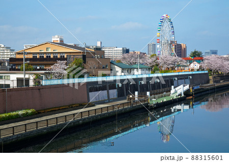 小台橋よりまもなくリニューアルオープンのあらかわ遊園の新観覧車と満開の桜を望む　小台橋保育園 88315601