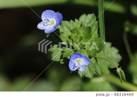 早春に咲く、可憐なオオイヌノフグリの花 88316469