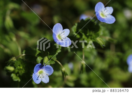 早春に咲く、可憐なオオイヌノフグリの花 88316470