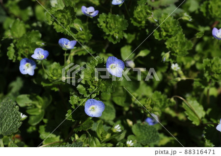 早春に咲く、可憐なオオイヌノフグリの花 88316471