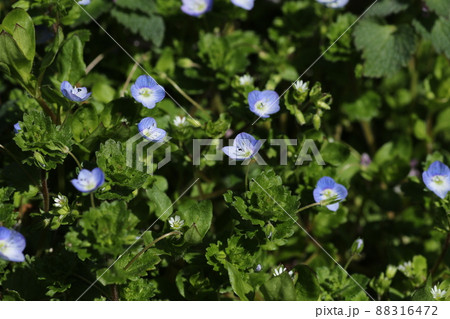 早春に咲く、可憐なオオイヌノフグリの花 88316472