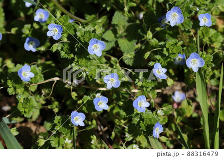 早春に咲く、可憐なオオイヌノフグリの花 早春に咲く、可憐なオオイヌノフグリの花 88316479