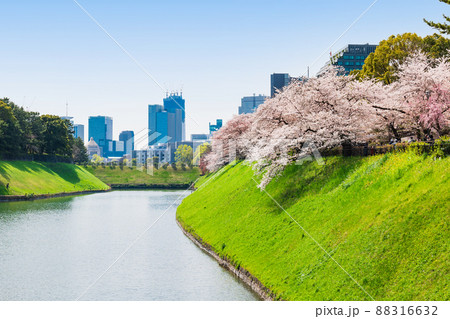 桜満開の半蔵濠 88316632