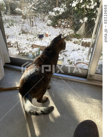 庭に雪が降り積もるのを眺めキジトラの猫ちゃんです。 庭に雪が降り積もるのを眺めキジトラの猫ちゃんです。 88316668