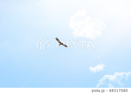 Spread your wings and fly. Low angle shot of an eagle soaring high above the plains of Africa. Spread your wings and fly. Low angle shot of an eagle soaring high above the plains of Africa. 88317080
